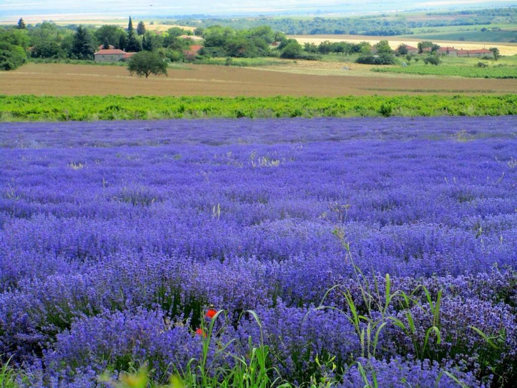 Lavender Lodge Rupkite Kültér fotó